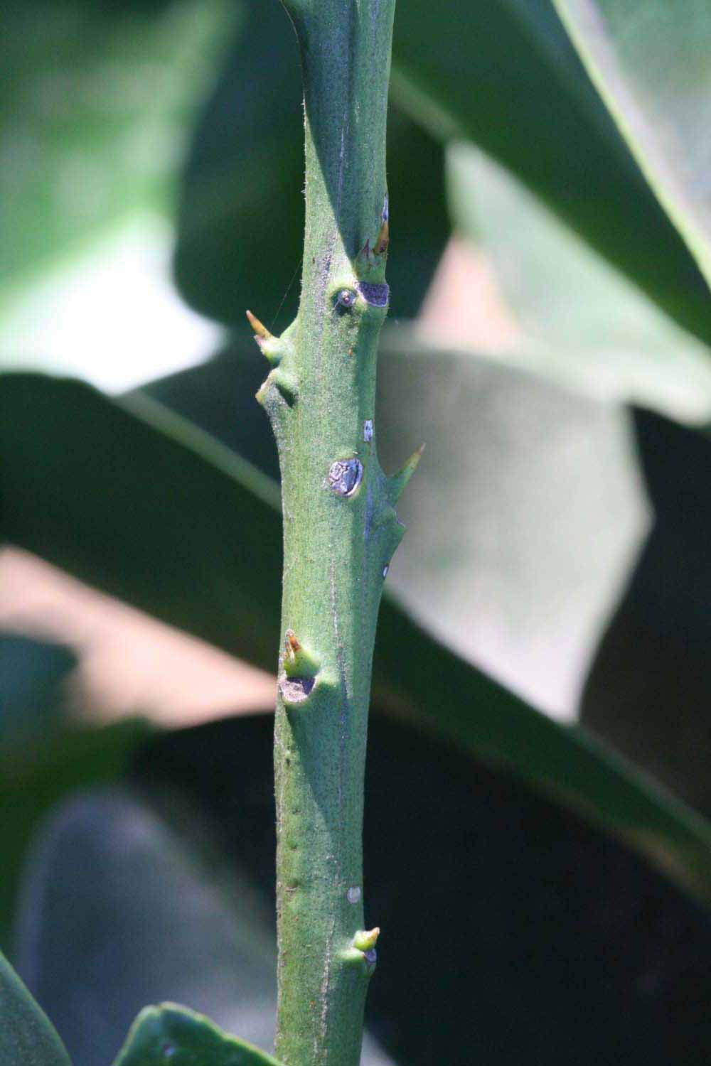            First year twig (Riverside, CA)   